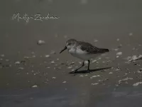 Alaskastrandloper [Calidris mauri]